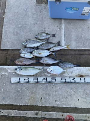 本部釣りイカダ 釣果