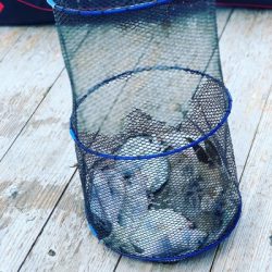 本部釣りイカダ 釣果