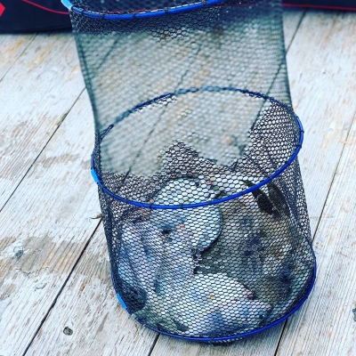 本部釣りイカダ 釣果