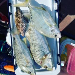 本部釣りイカダ 釣果