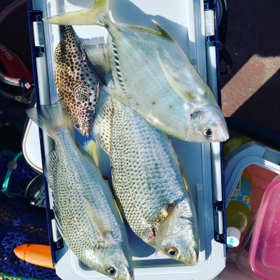 本部釣りイカダ 釣果