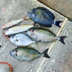 本部釣りイカダ 釣果