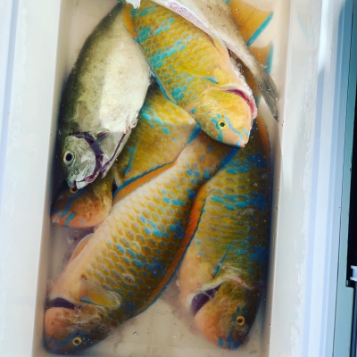 本部釣りイカダ 釣果