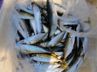 和歌山マリーナシティ釣り公園 釣果