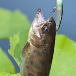 小菅トラウトガーデン 釣果
