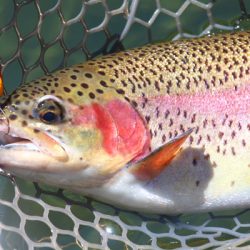 小菅トラウトガーデン 釣果