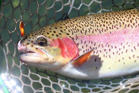 小菅トラウトガーデン 釣果