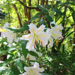 小菅トラウトガーデン 釣果