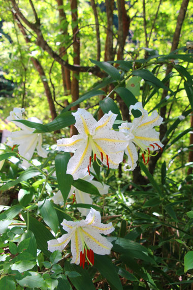 小菅トラウトガーデン 釣果