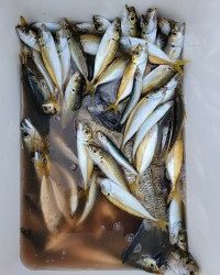 和歌山マリーナシティ釣り公園 釣果