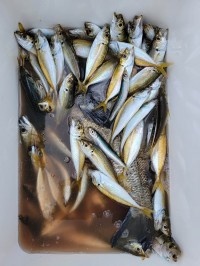 和歌山マリーナシティ釣り公園 釣果