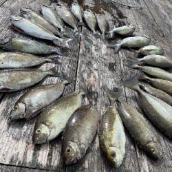 本部釣りイカダ 釣果