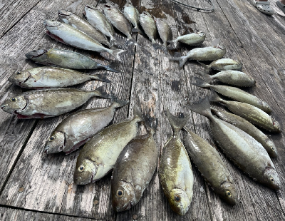 本部釣りイカダ 釣果