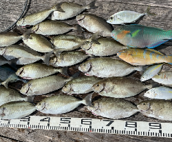 本部釣りイカダ 釣果