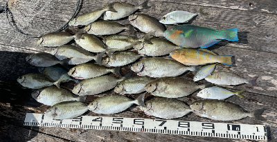 本部釣りイカダ 釣果