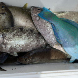 本部釣りイカダ 釣果