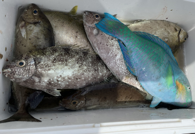 本部釣りイカダ 釣果