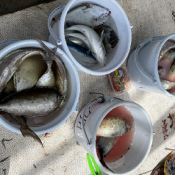 本部釣りイカダ 釣果