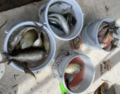 本部釣りイカダ 釣果