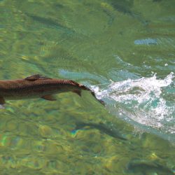 小菅トラウトガーデン 釣果