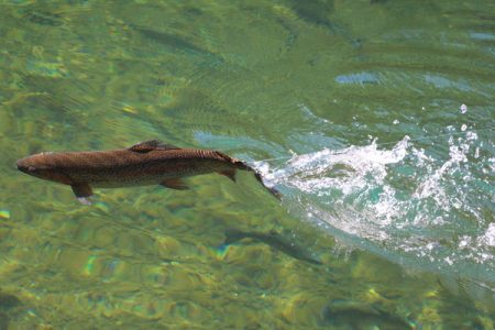 小菅トラウトガーデン 釣果