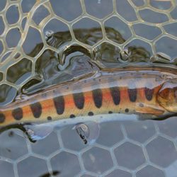 小菅トラウトガーデン 釣果