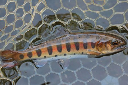 小菅トラウトガーデン 釣果