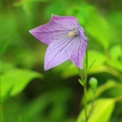 小菅トラウトガーデン 釣果