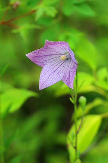 小菅トラウトガーデン 釣果