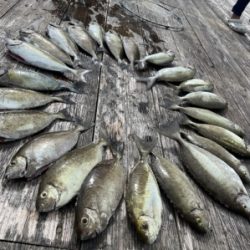 本部釣りイカダ 釣果