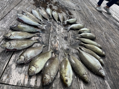 本部釣りイカダ 釣果