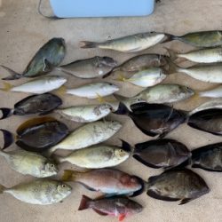 本部釣りイカダ 釣果