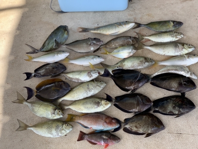 本部釣りイカダ 釣果