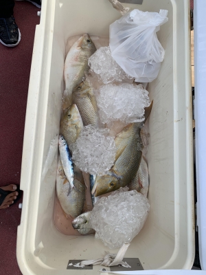 本部釣りイカダ 釣果