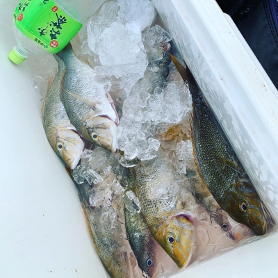 本部釣りイカダ 釣果