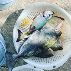 本部釣りイカダ 釣果