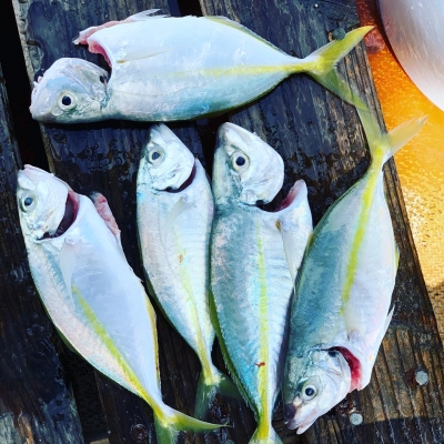 本部釣りイカダ 釣果