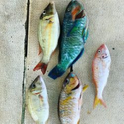 本部釣りイカダ 釣果