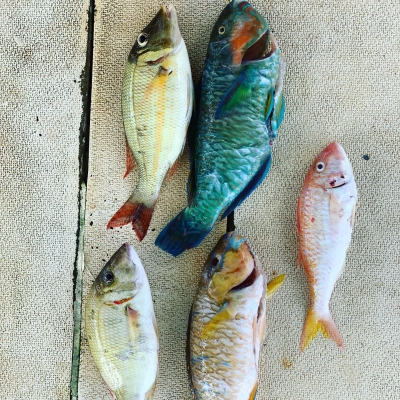 本部釣りイカダ 釣果