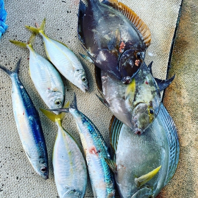 本部釣りイカダ 釣果