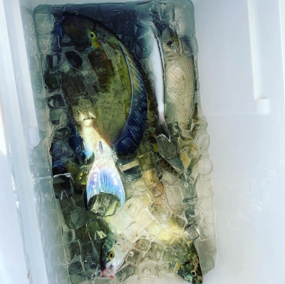 本部釣りイカダ 釣果