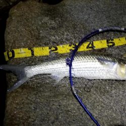 チヌはライトジギングがお勧め