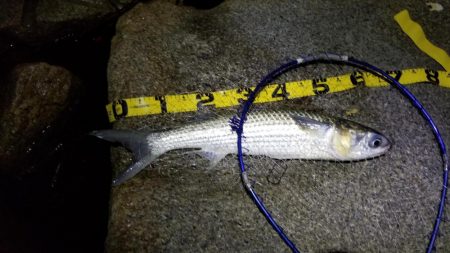 チヌはライトジギングがお勧め