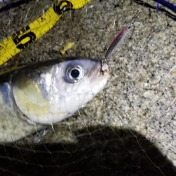 チヌはライトジギングがお勧め