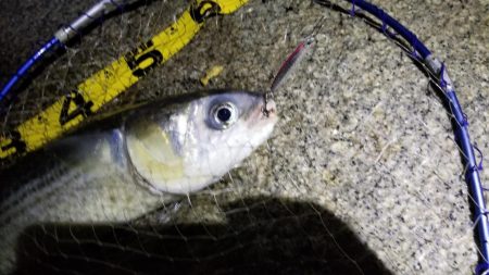 チヌはライトジギングがお勧め