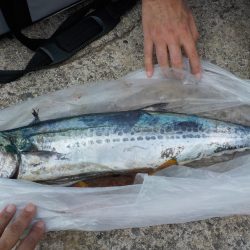 千鳥丸 釣果