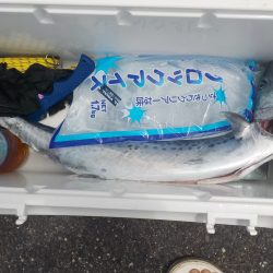 千鳥丸 釣果