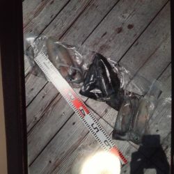 こかわ渡船　雅丸 釣果