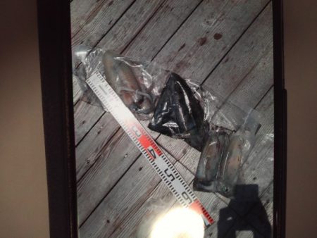 こかわ渡船　雅丸 釣果