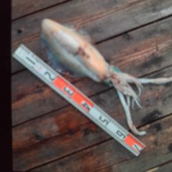 こかわ渡船　雅丸 釣果